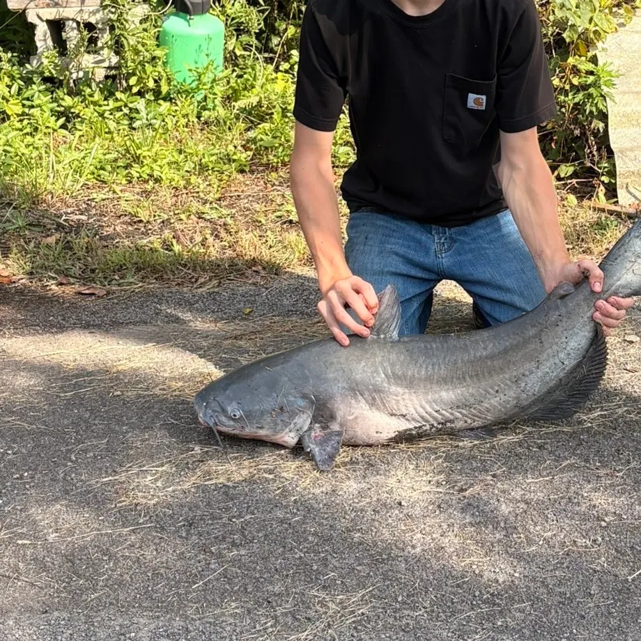 Blue catfish caught on Fishbrain