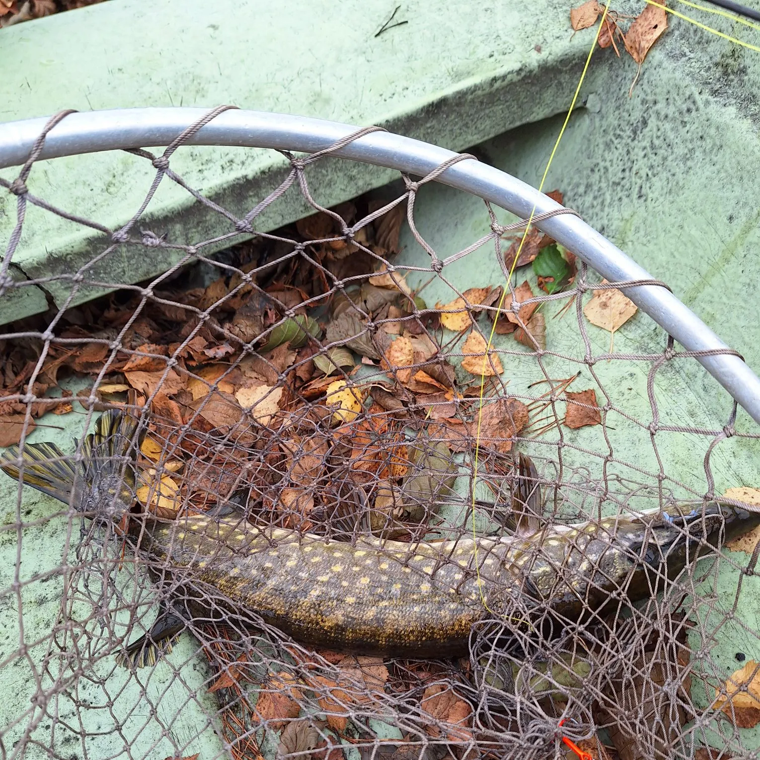 Northern pike caught on Fishbrain
