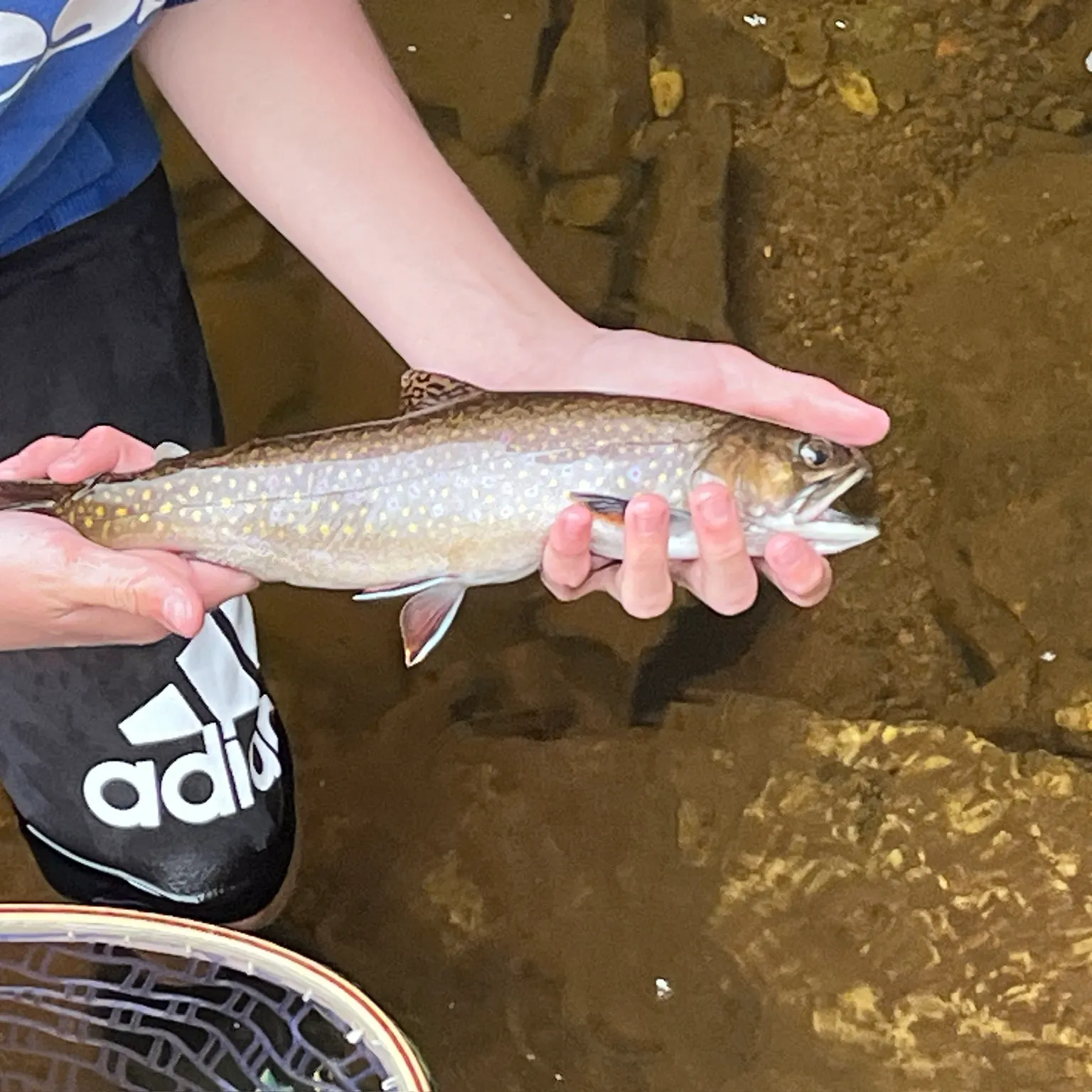 Brook trout caught on Fishbrain