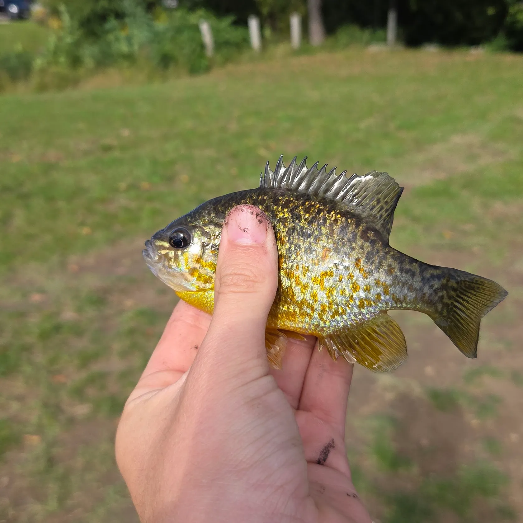 Pumpkinseed caught on Fishbrain