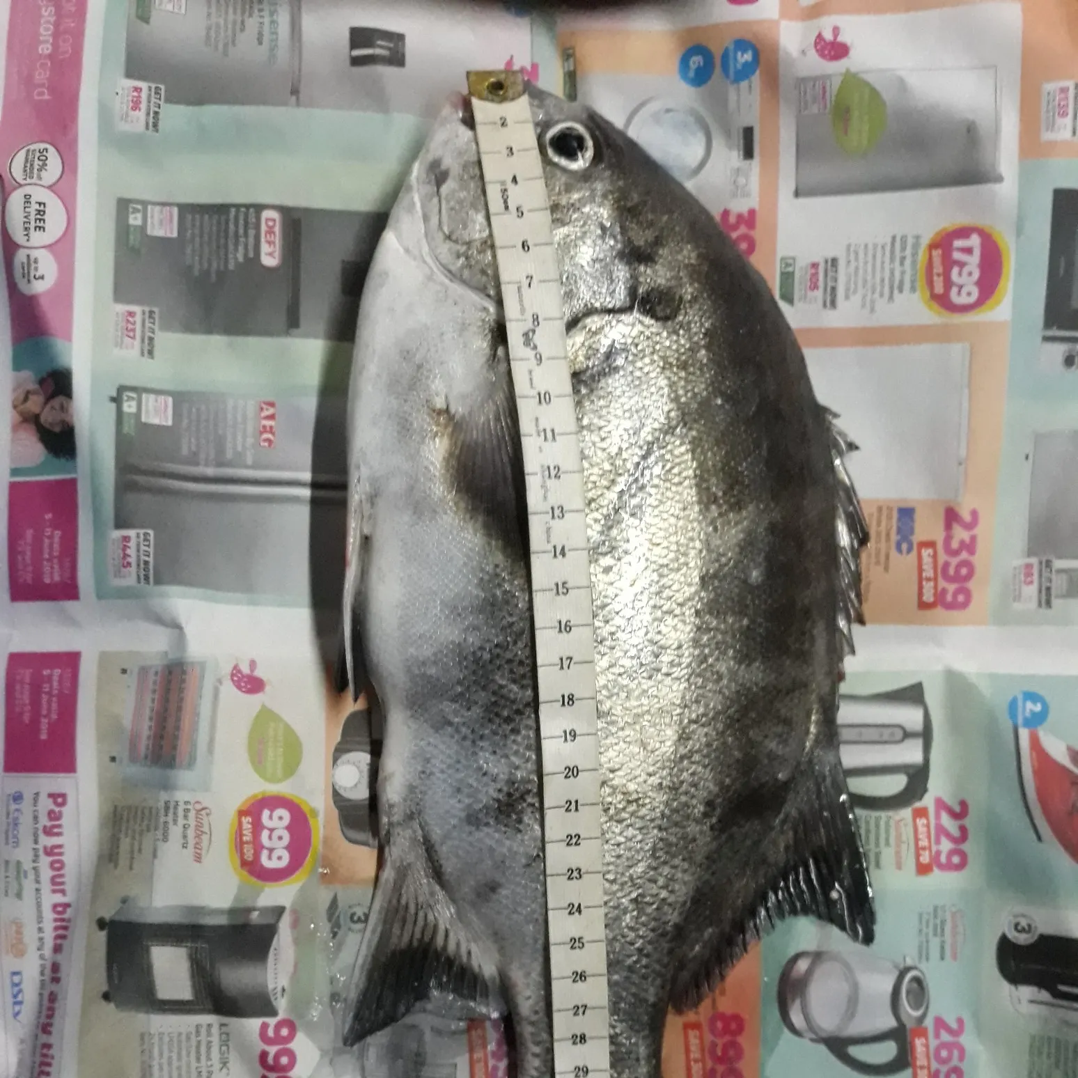 recently logged catches