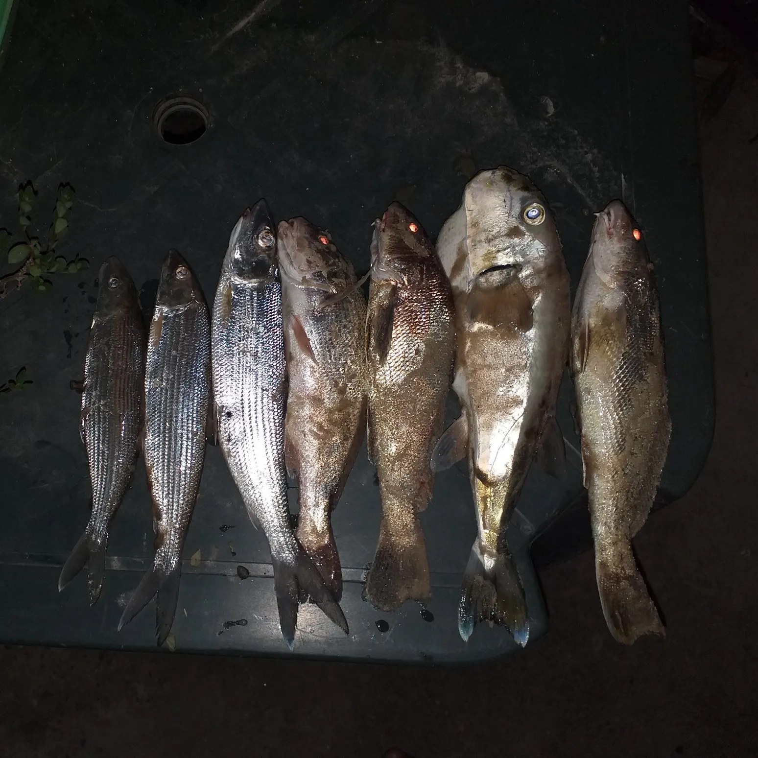 recently logged catches