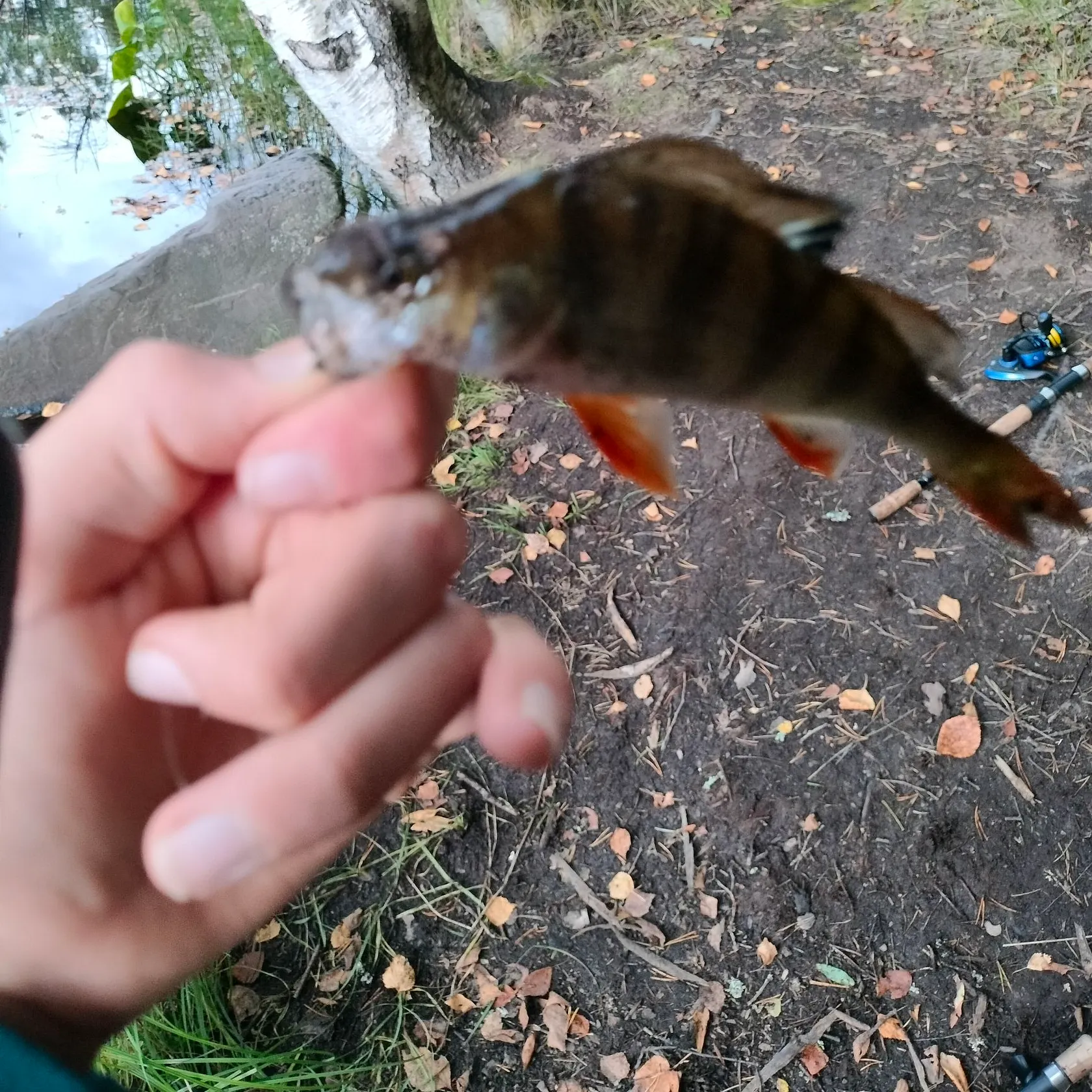 European perch caught on Fishbrain