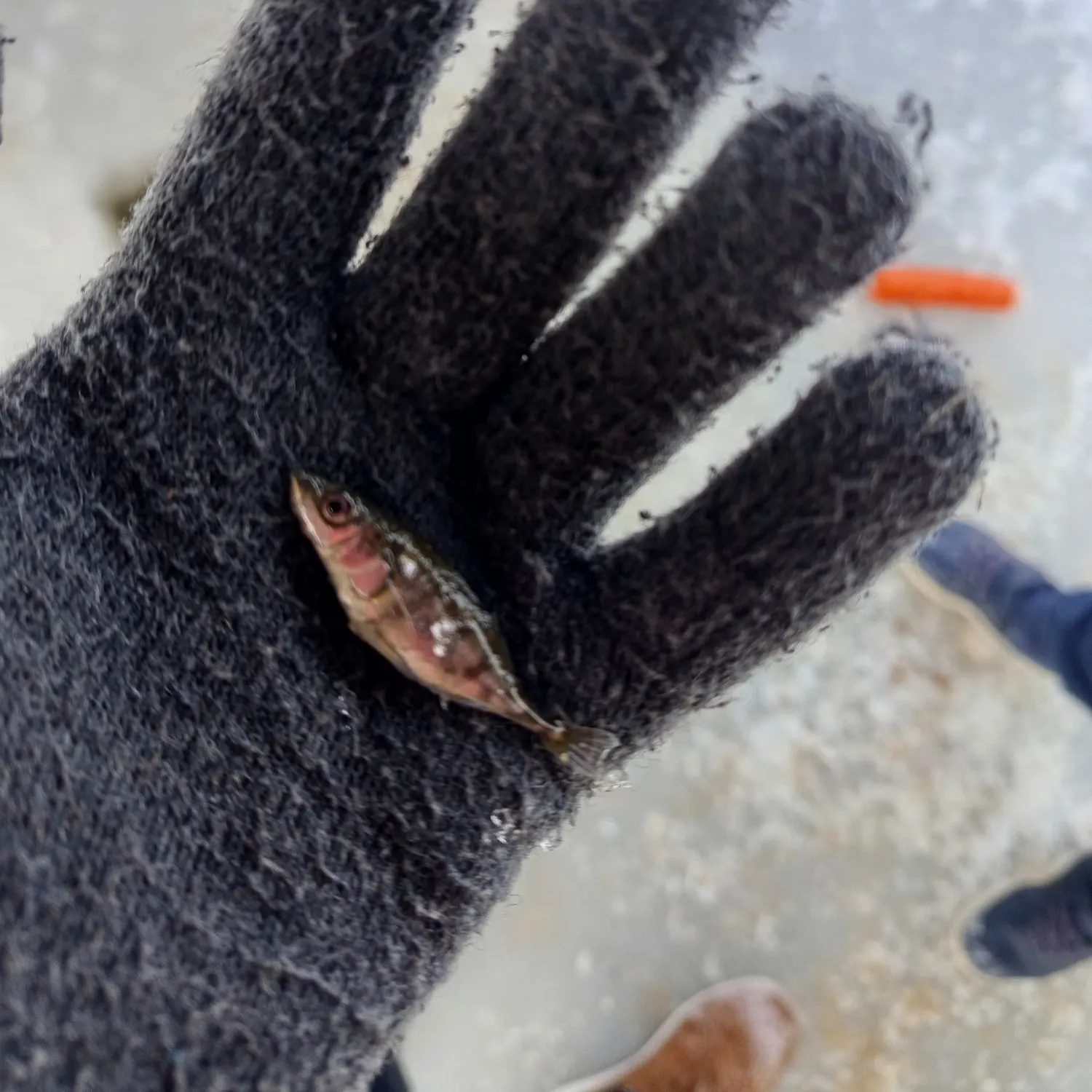 The most recent Brook stickleback catches on Fishbrain