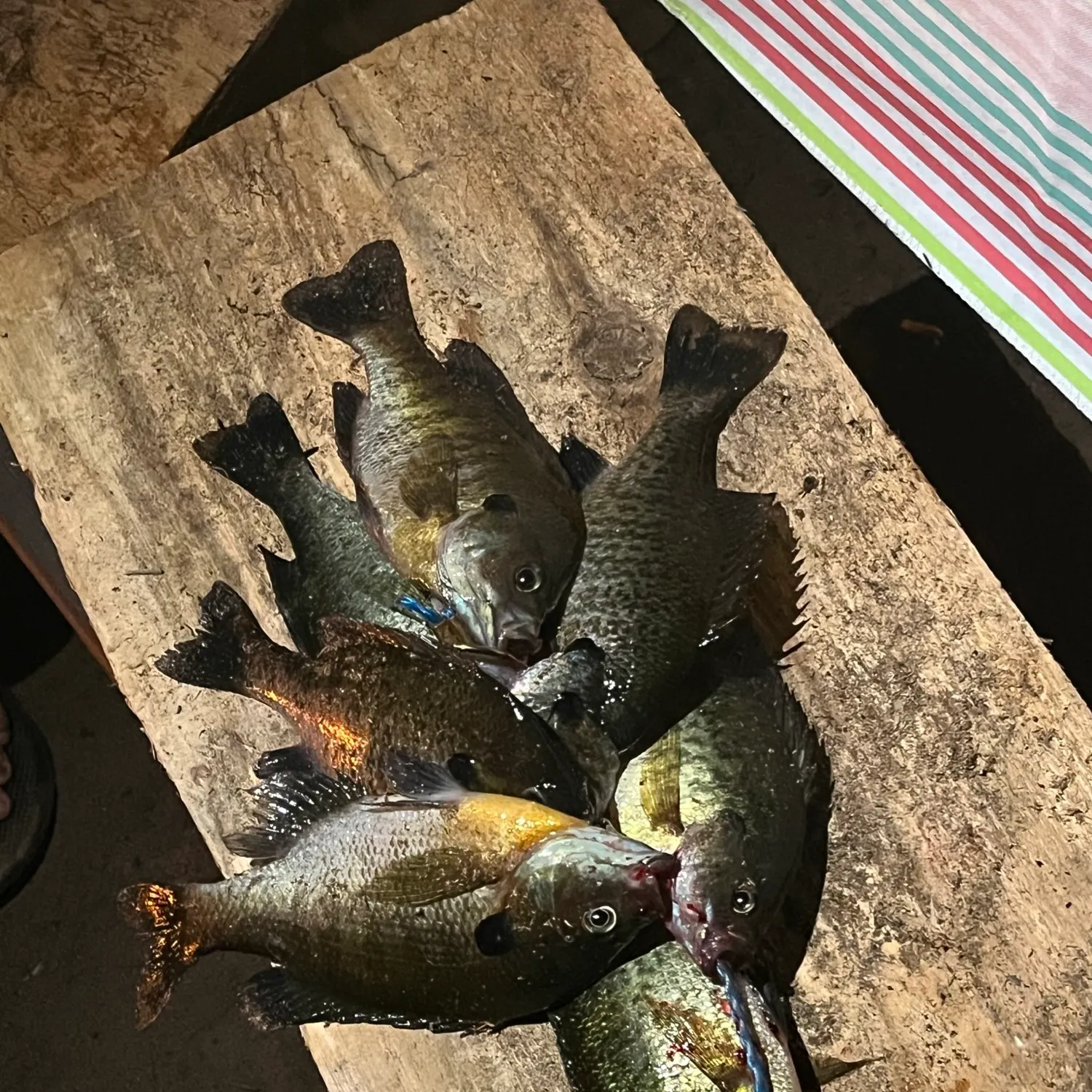 recently logged catches