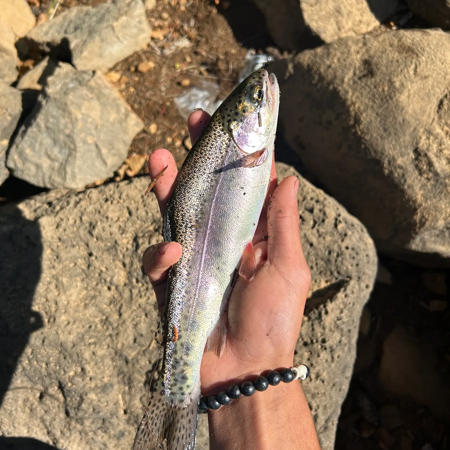 Rainbow trout caught on Fishbrain