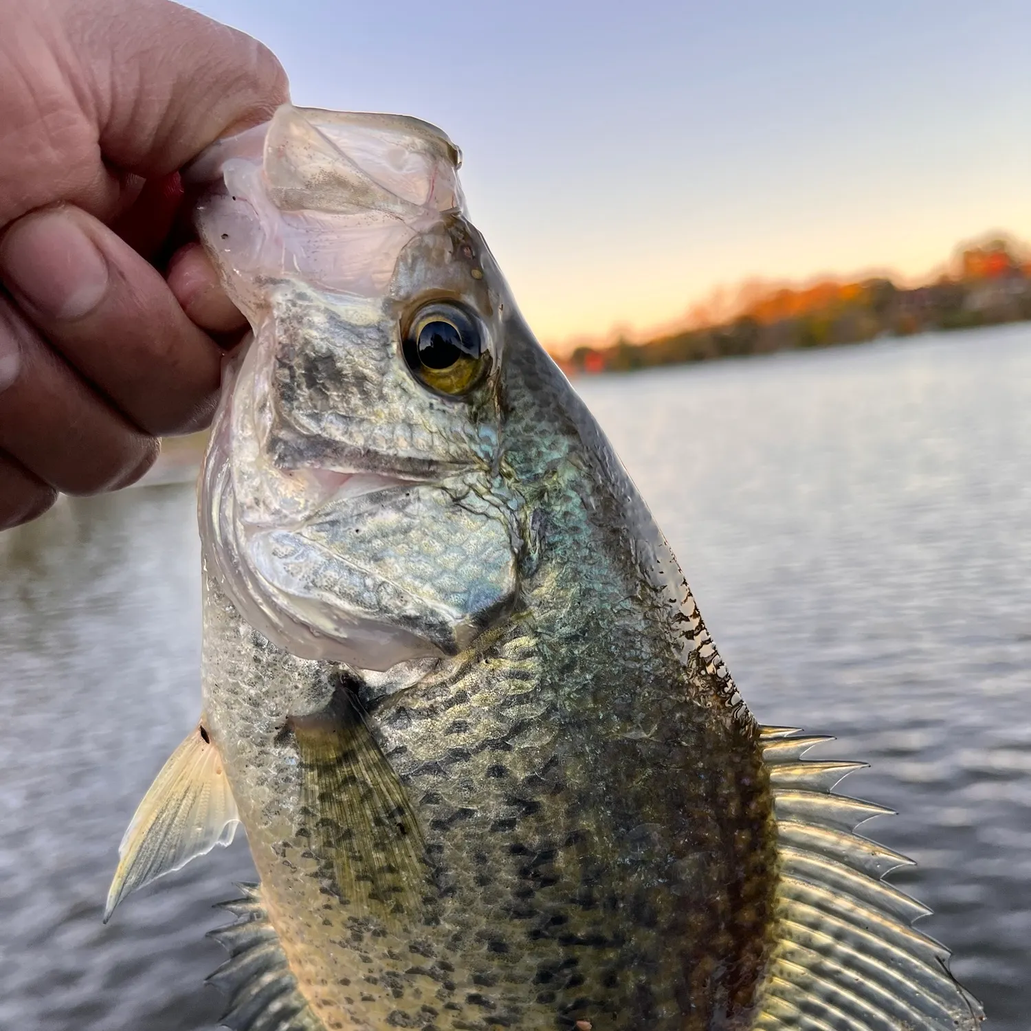 Black crappie caught on Fishbrain