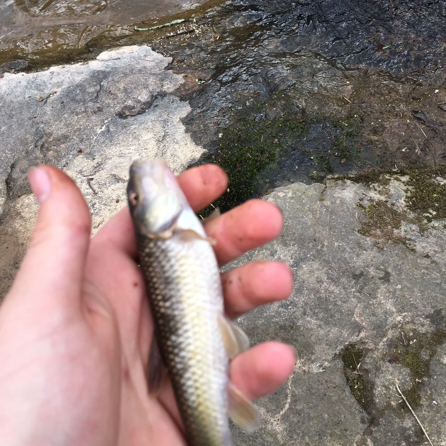 angler catch