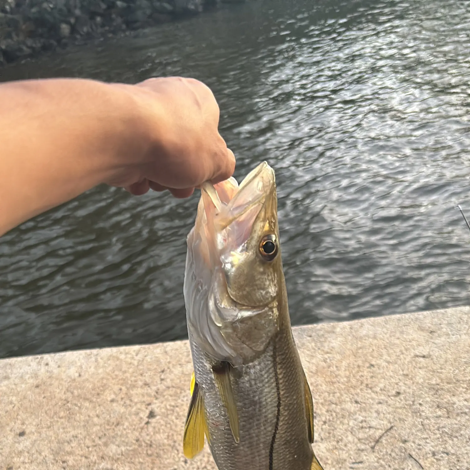 The most recent Common snook catches on Fishbrain