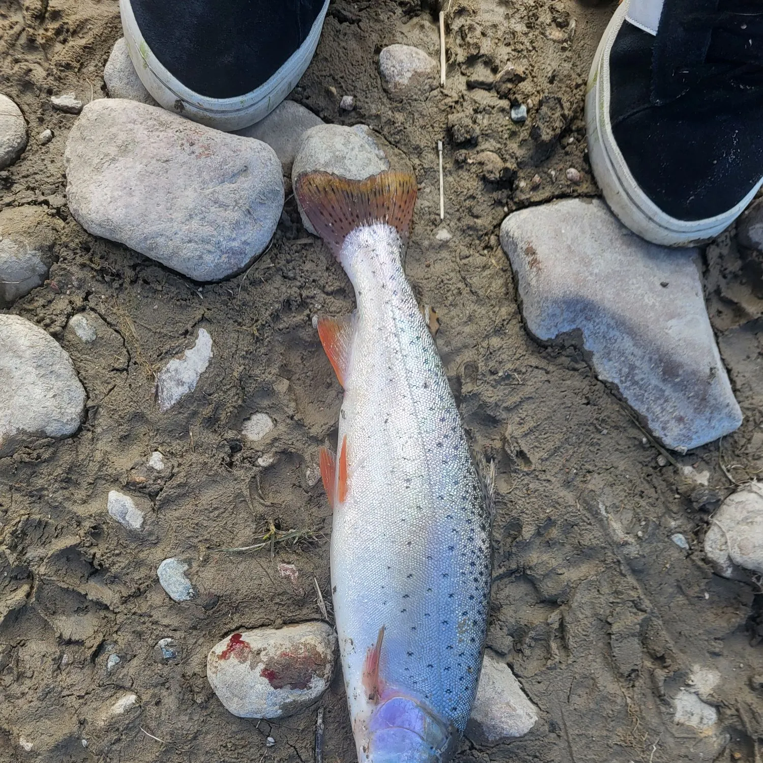 The most recent Cutthroat trout catches on Fishbrain