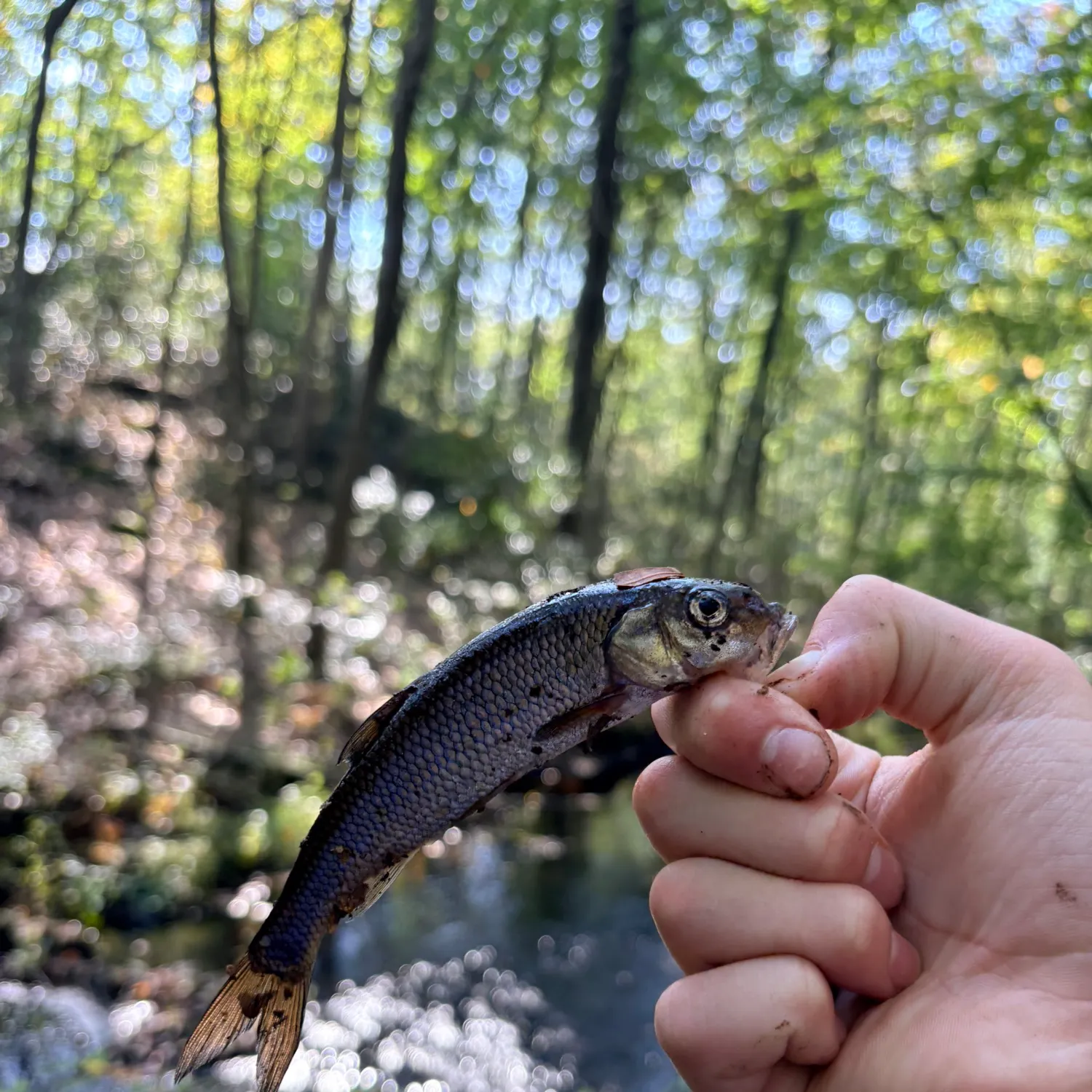Fallfish caught on Fishbrain