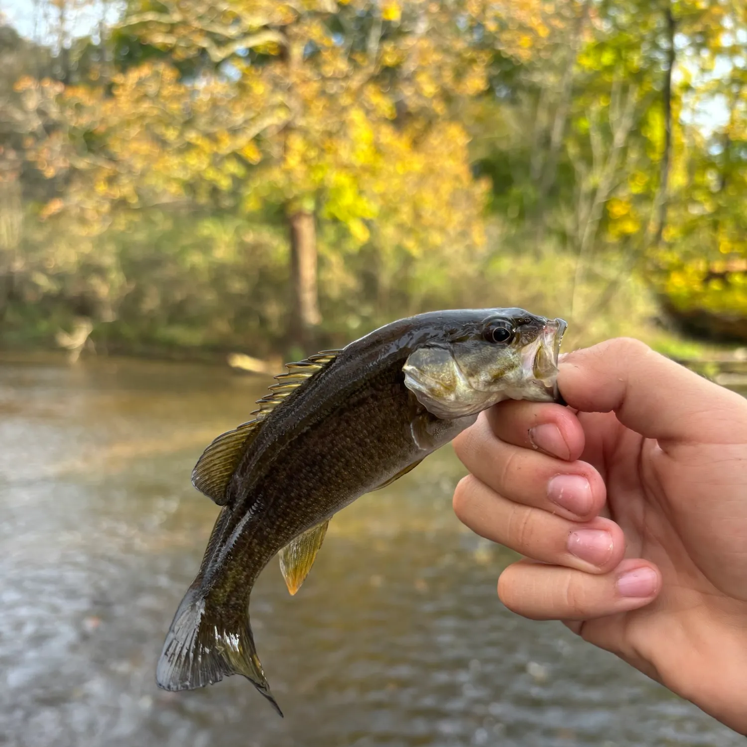 Smallmouth bass caught on Fishbrain