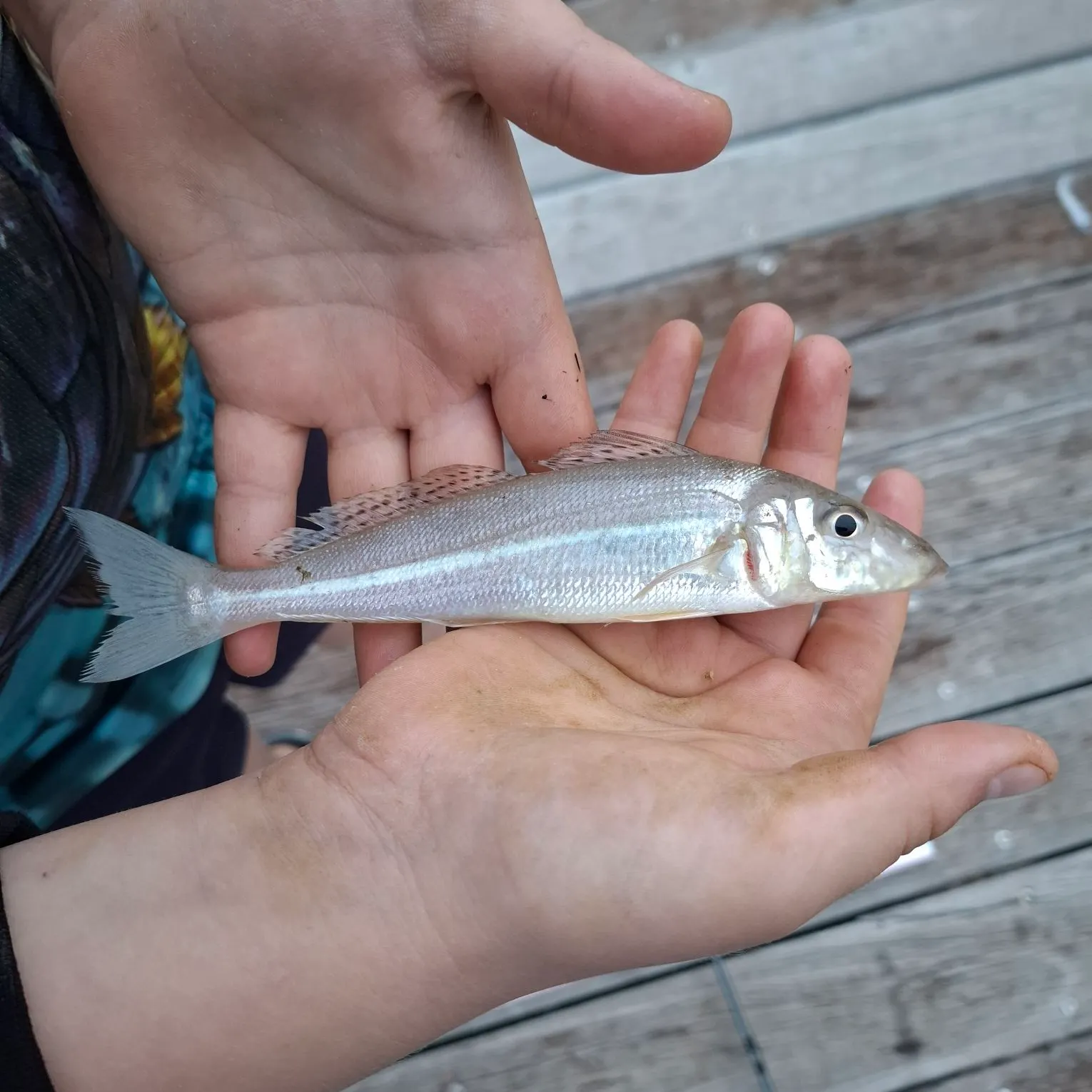 The most recent Western school sillago catches on Fishbrain