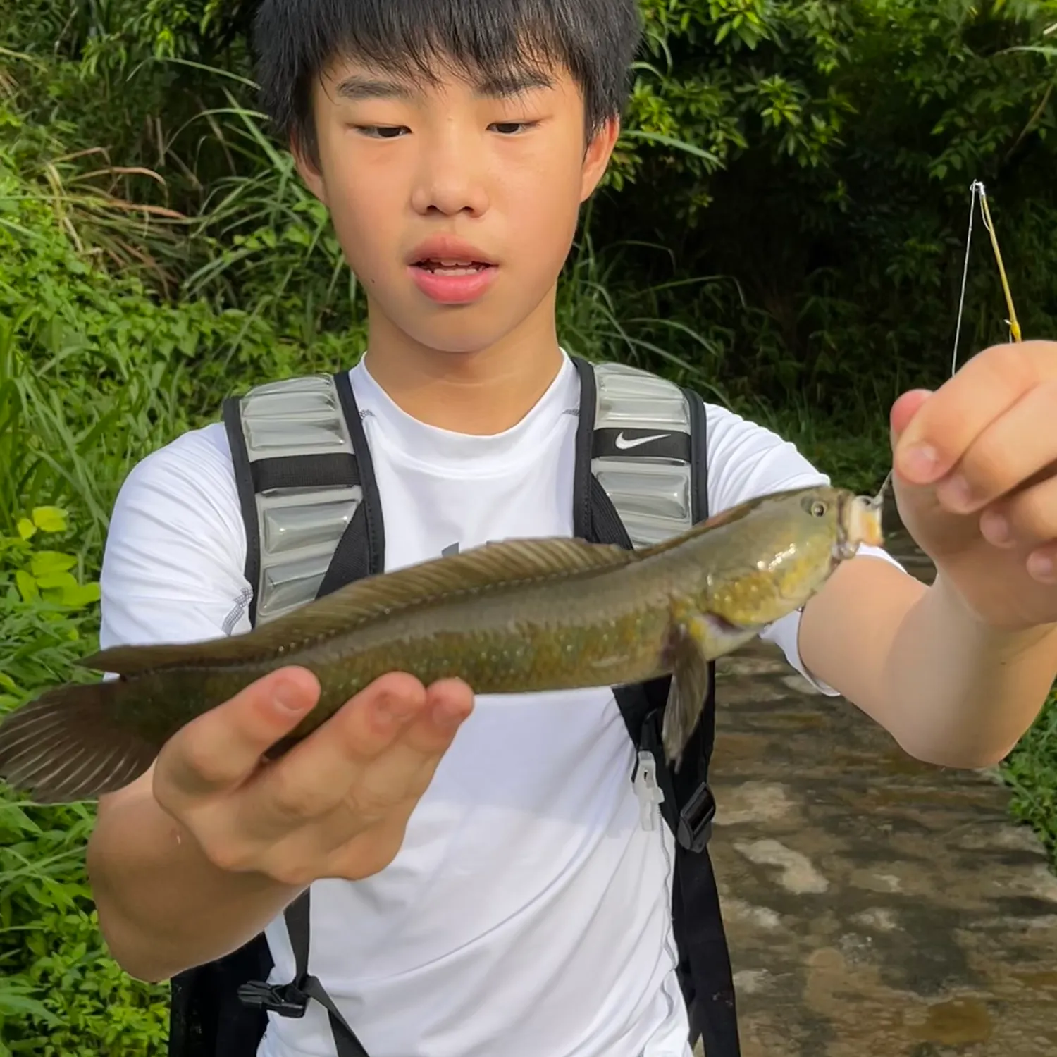The most recent Small snakehead catches on Fishbrain
