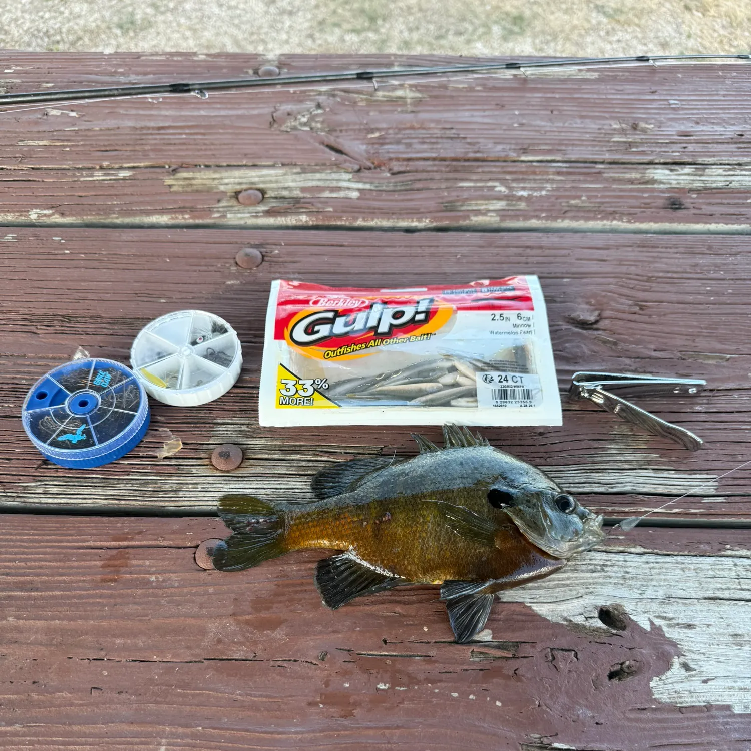 Bluegill caught on Fishbrain