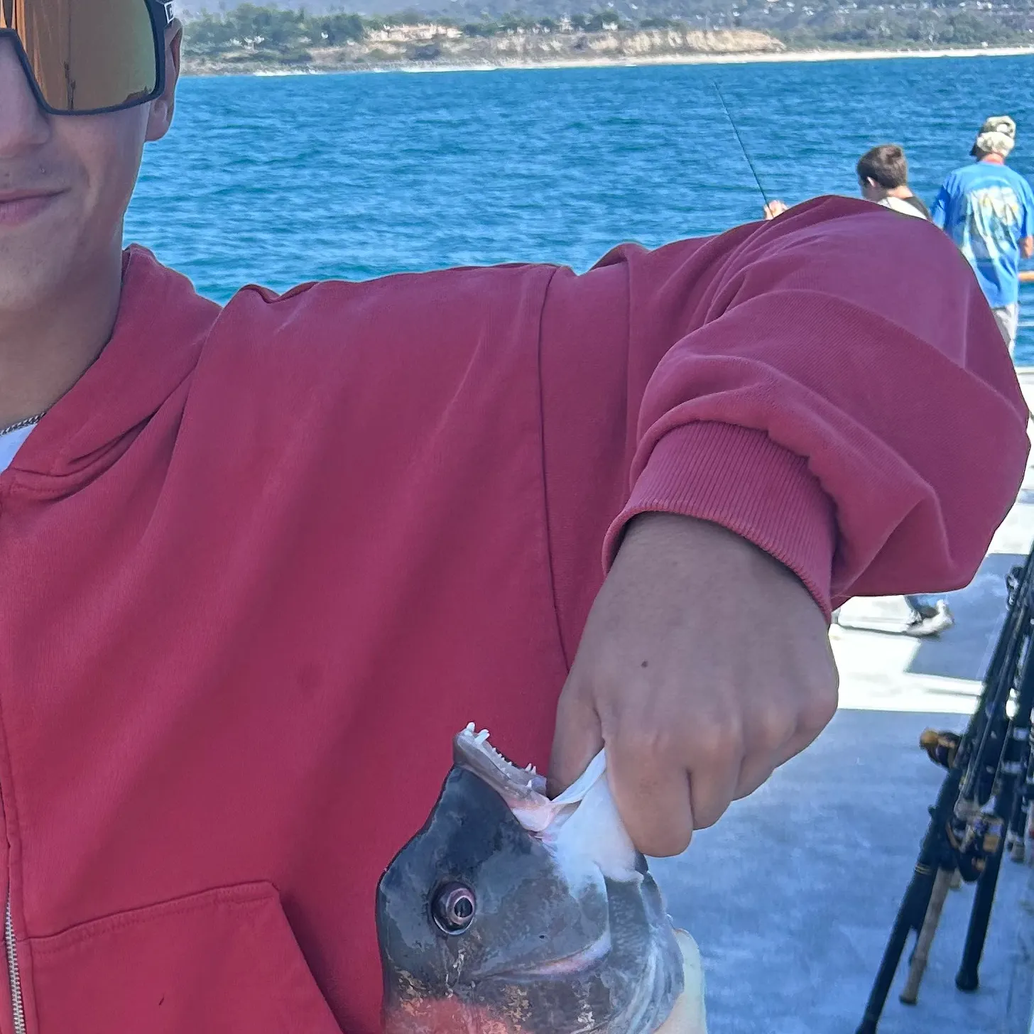 The most recent California sheephead catches on Fishbrain
