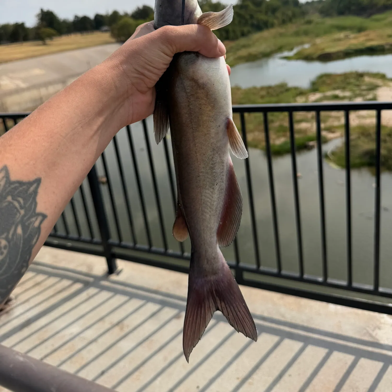 Channel catfish caught on Fishbrain