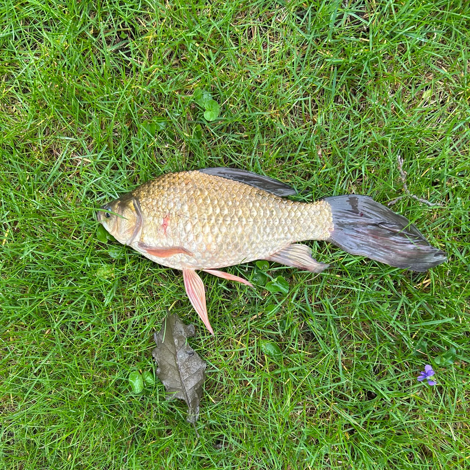 The most recent Goldfish catches on Fishbrain