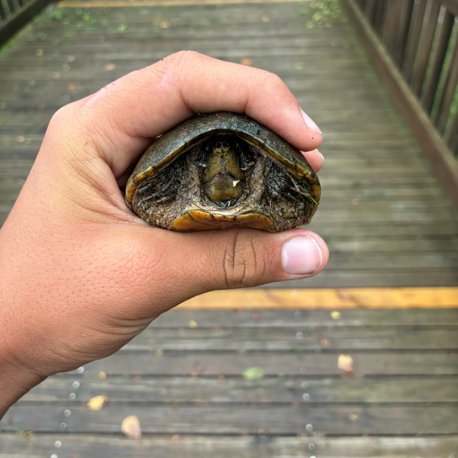 Common snapping turtle caught on Fishbrain