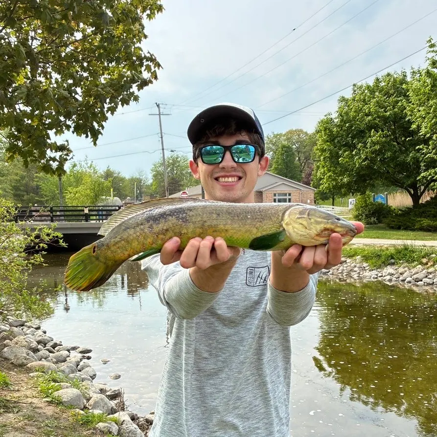 The most recent Eyetail bowfin catches on Fishbrain