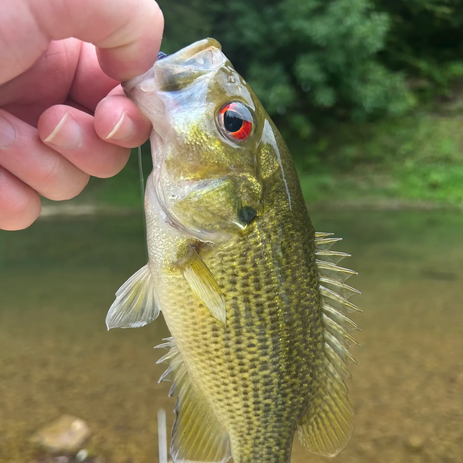 The most recent Rock bass catches on Fishbrain