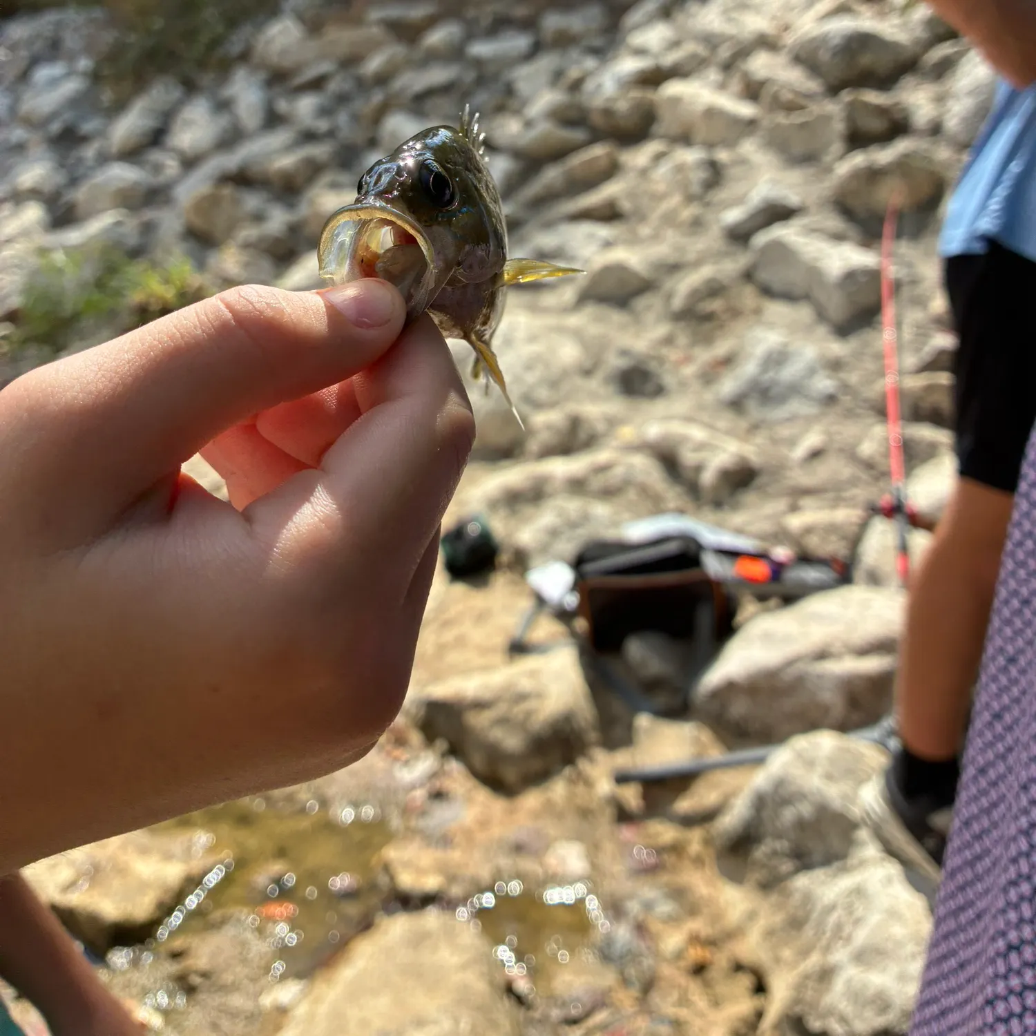 Greengill hybrid caught on Fishbrain