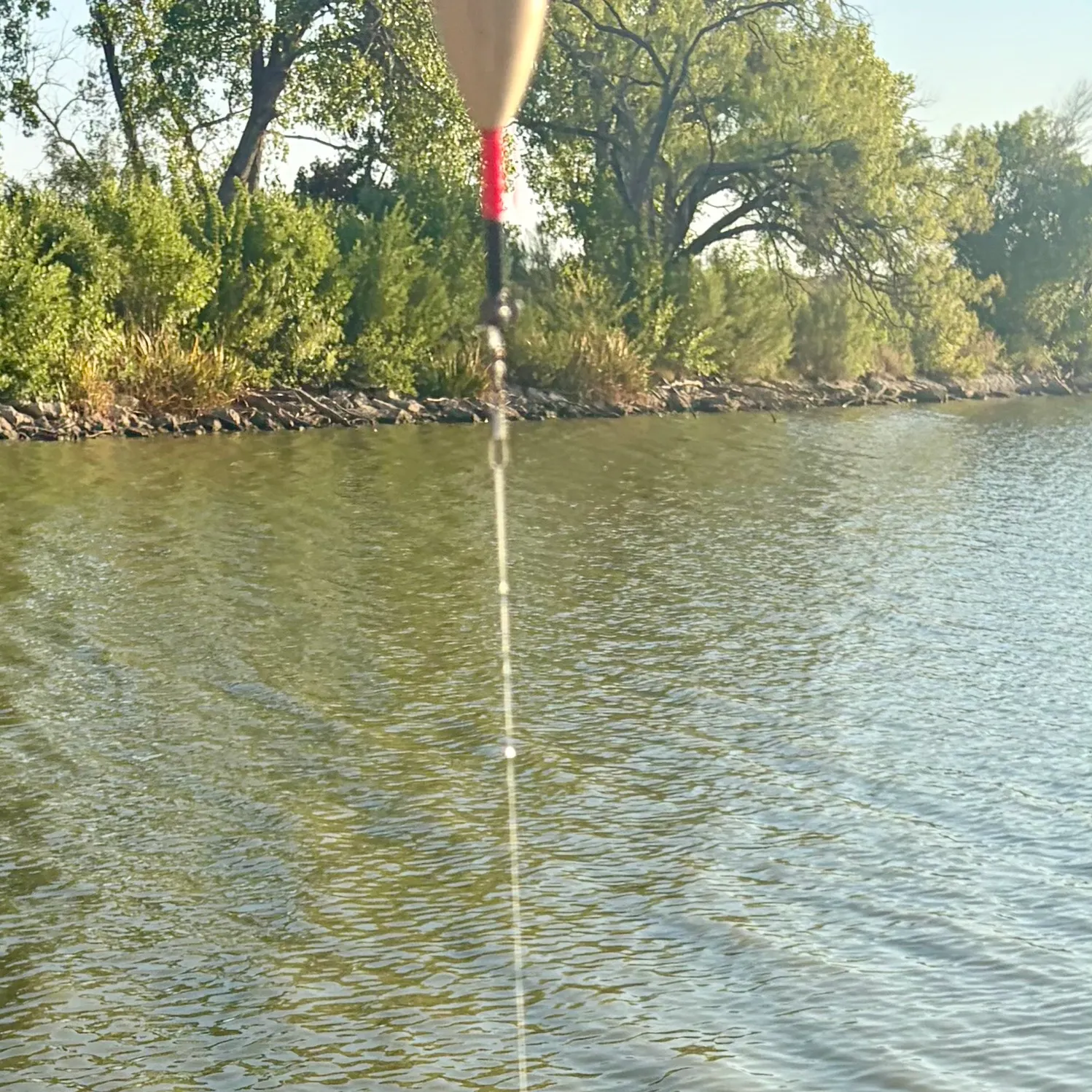 Channel catfish caught on Fishbrain