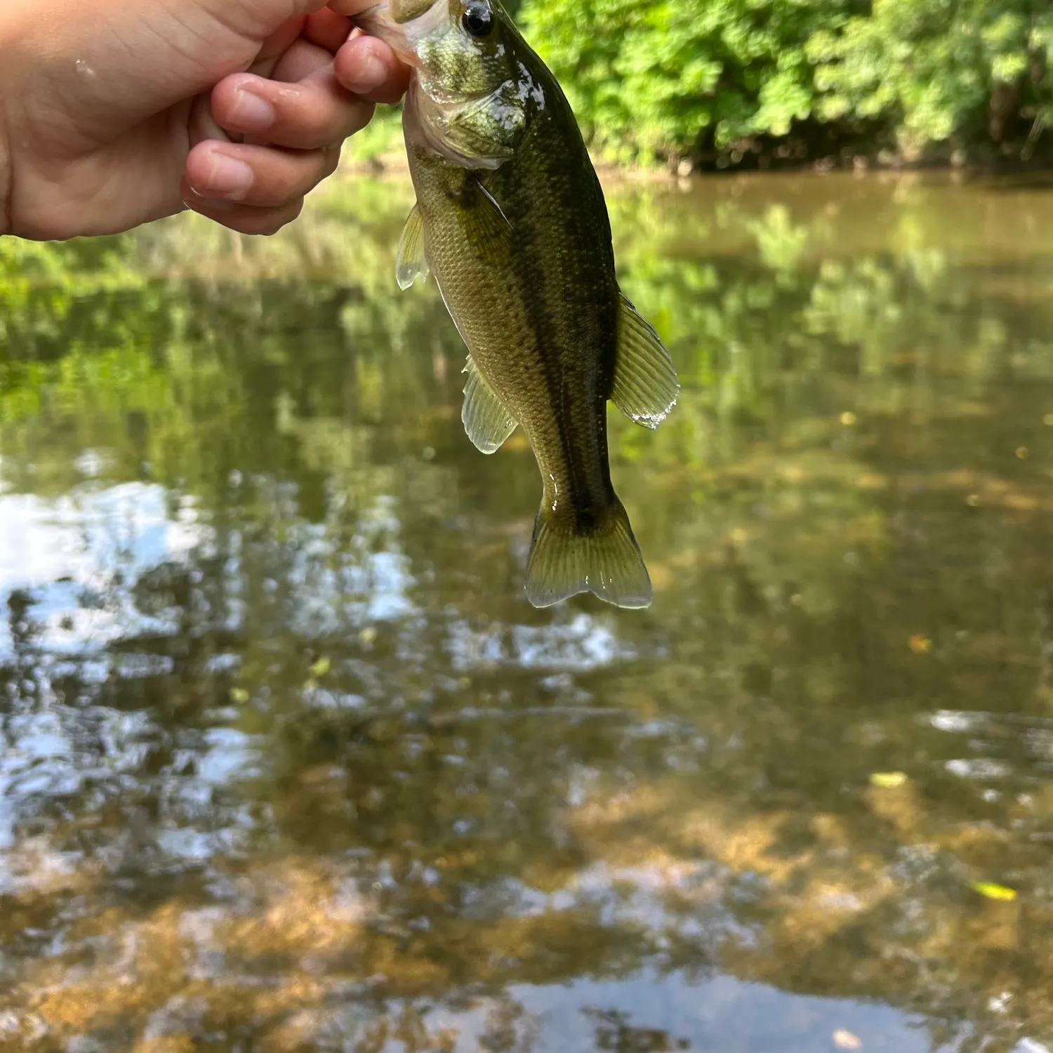 Largemouth bass caught on Fishbrain