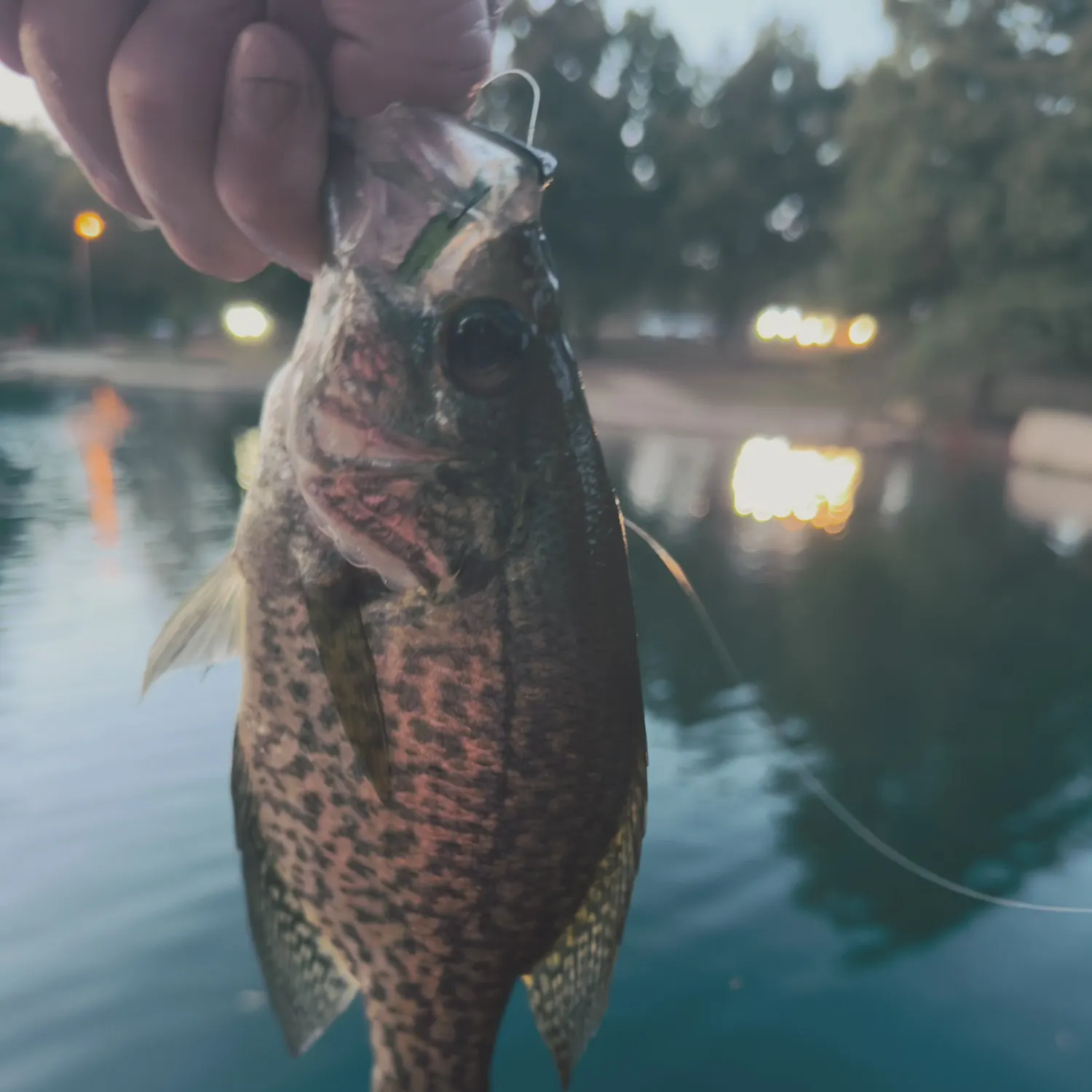 Black crappie caught on Fishbrain