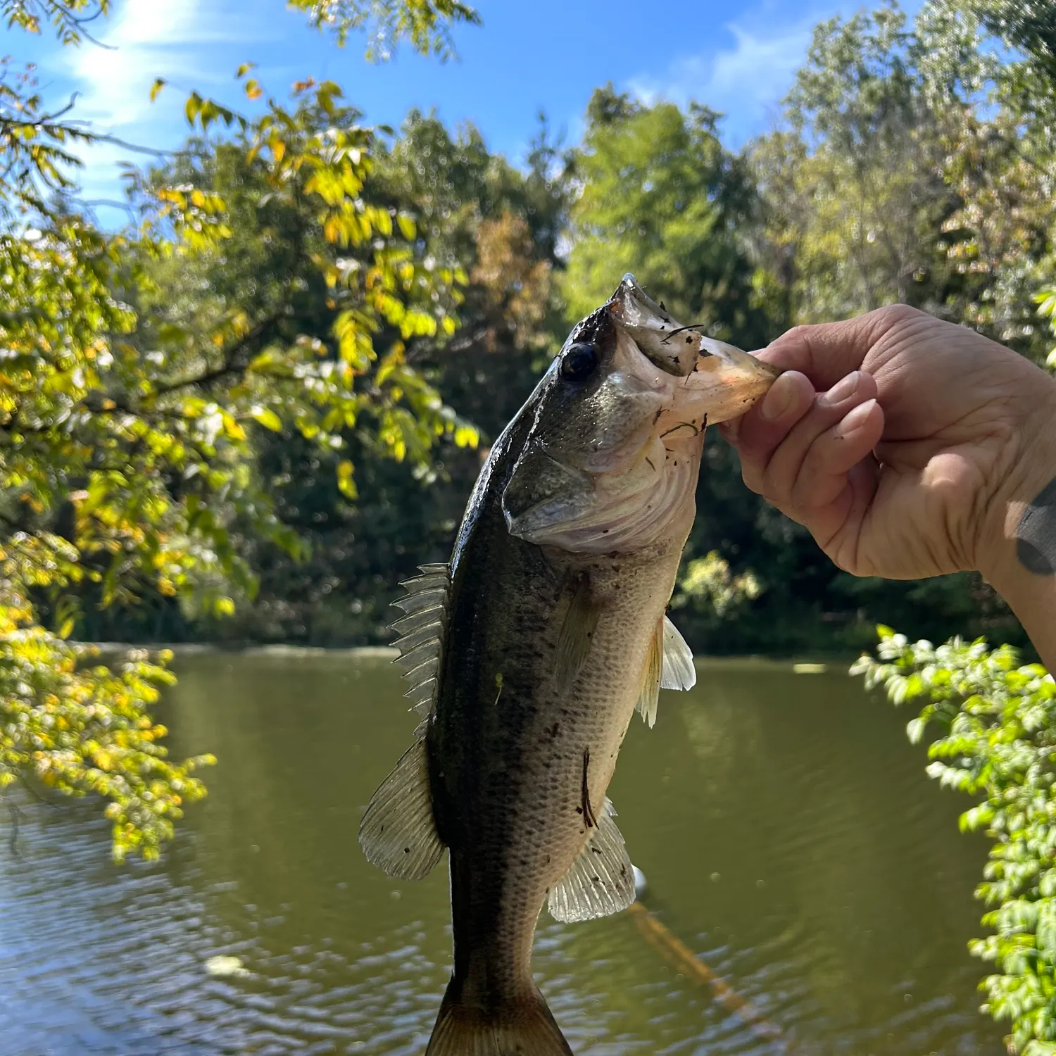 Largemouth bass caught on Fishbrain
