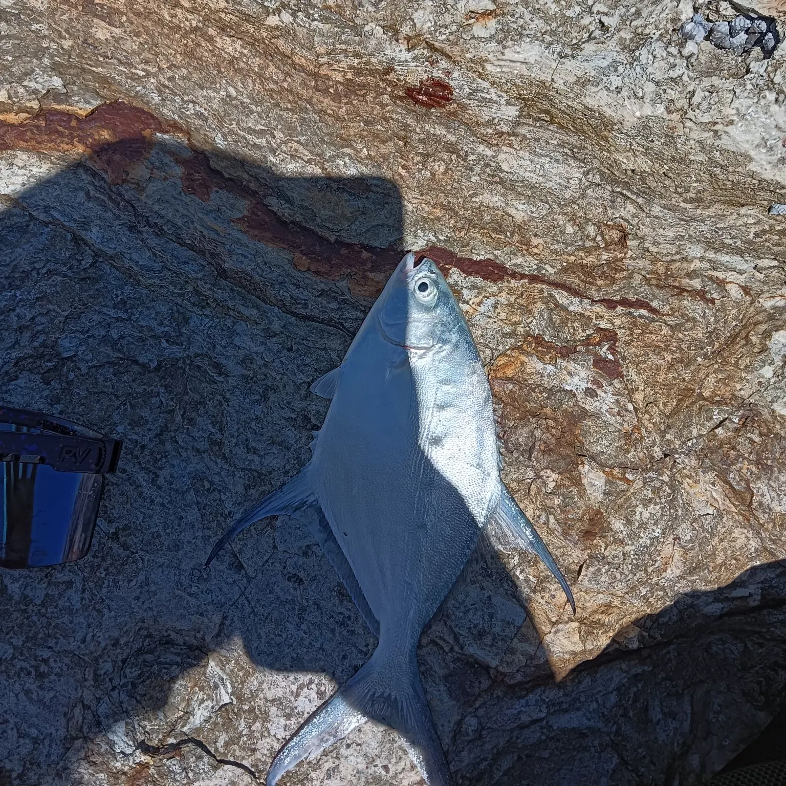 The most recent Largespotted dart catches on Fishbrain