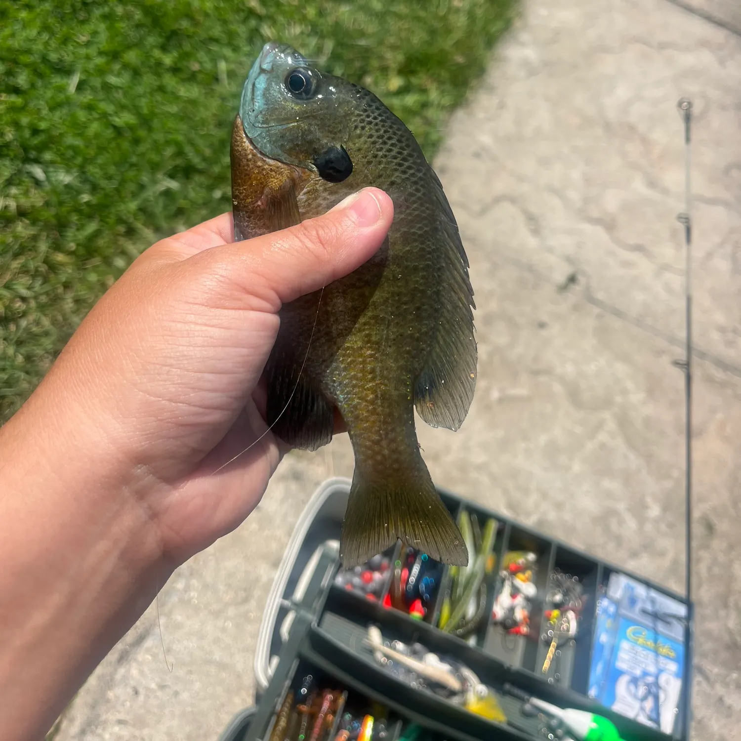 catch
