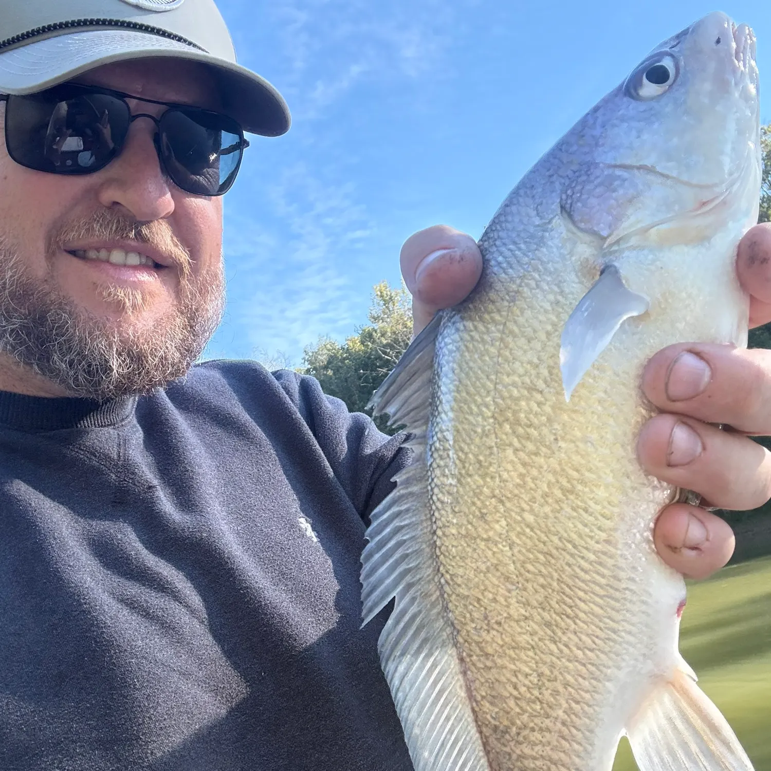 Freshwater drum caught on Fishbrain