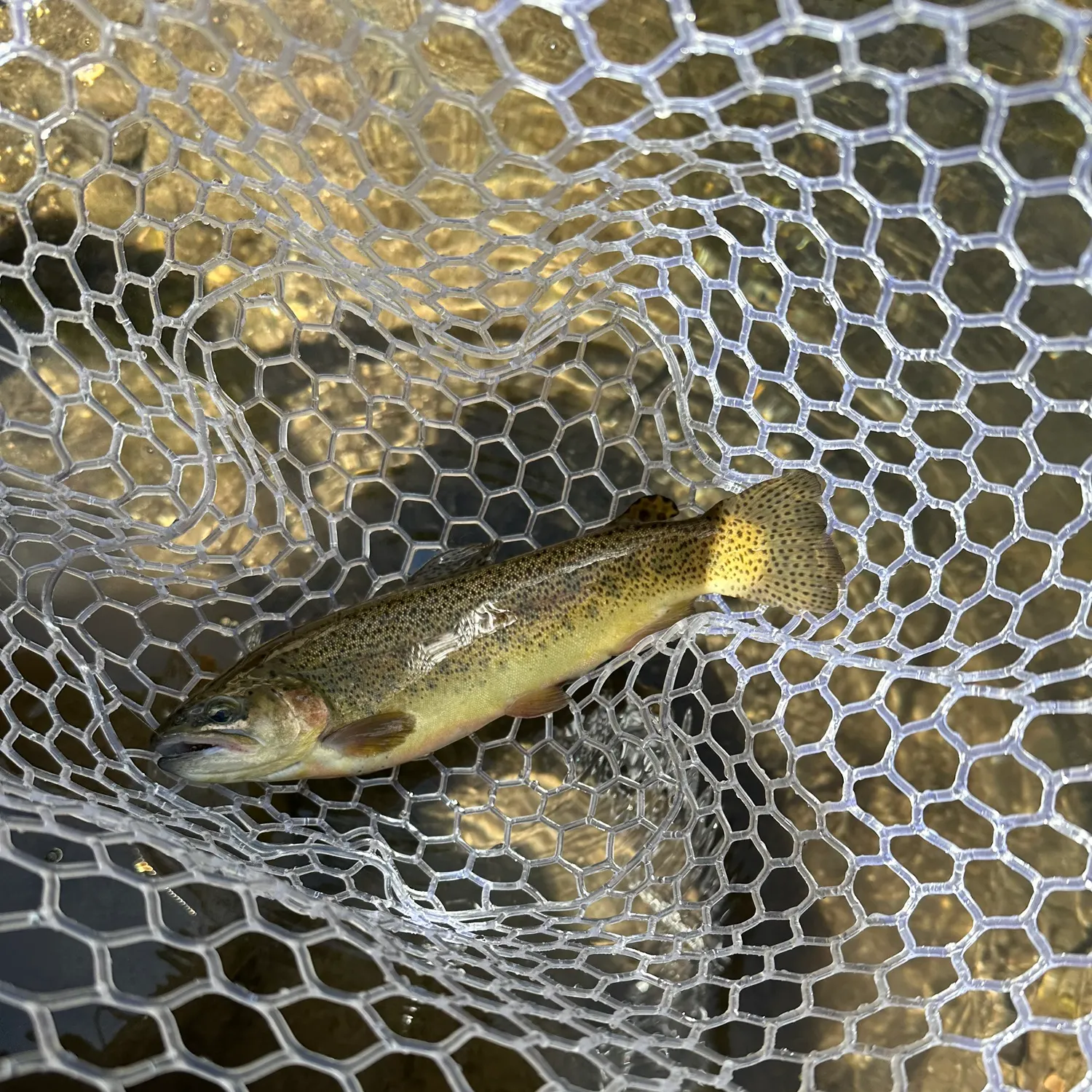The most recent Gila trout catches on Fishbrain