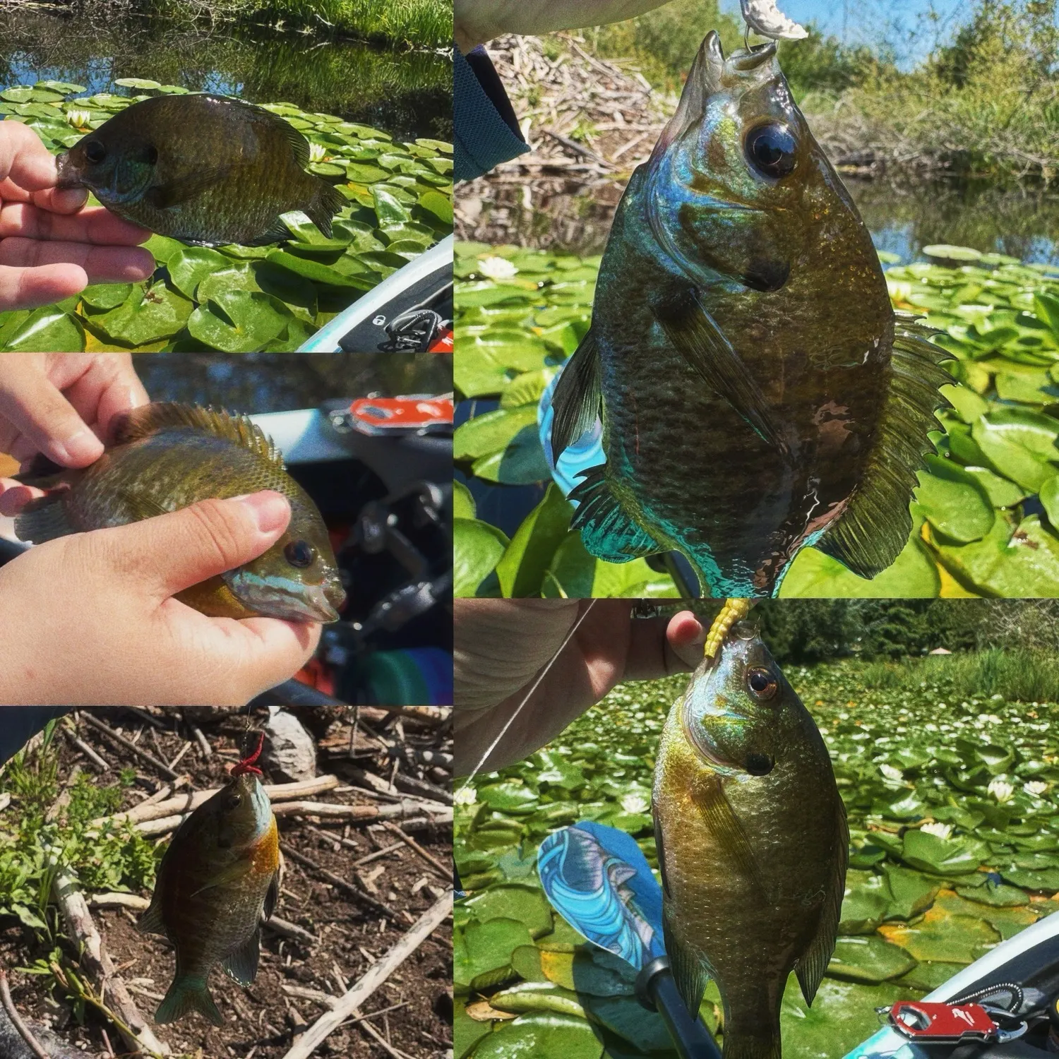 Bluegill caught on Fishbrain