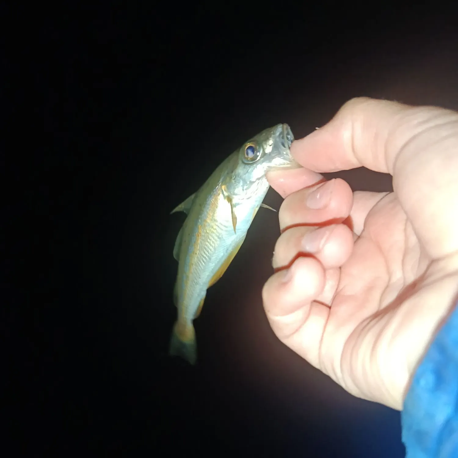 Pollack caught on Fishbrain