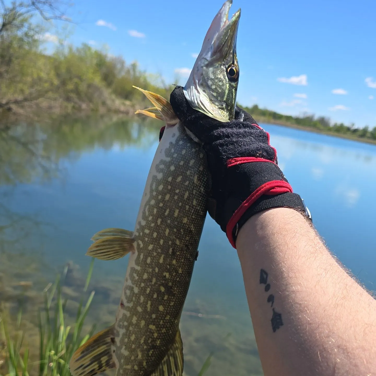 The most recent Northern pike catches on Fishbrain