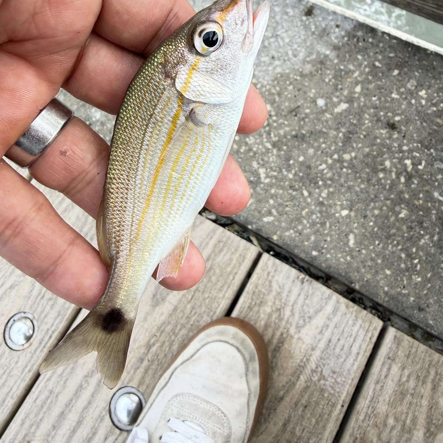 Tomtate grunt caught on Fishbrain