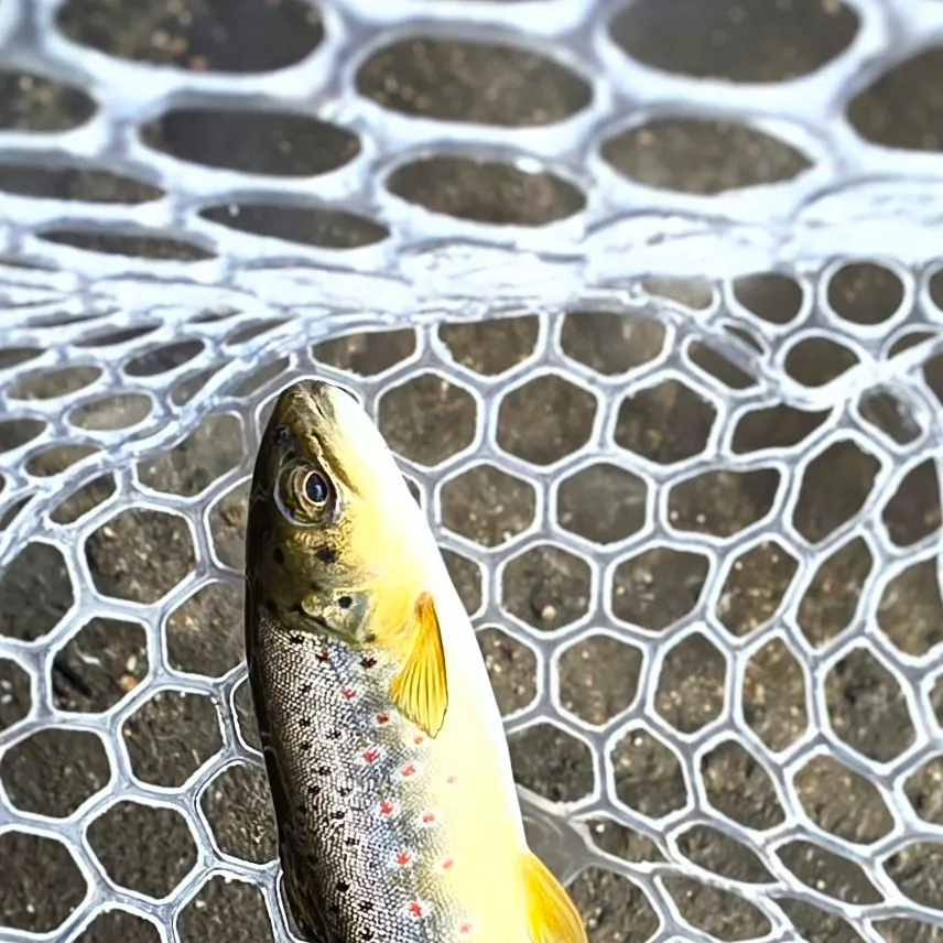 Brown trout caught on Fishbrain