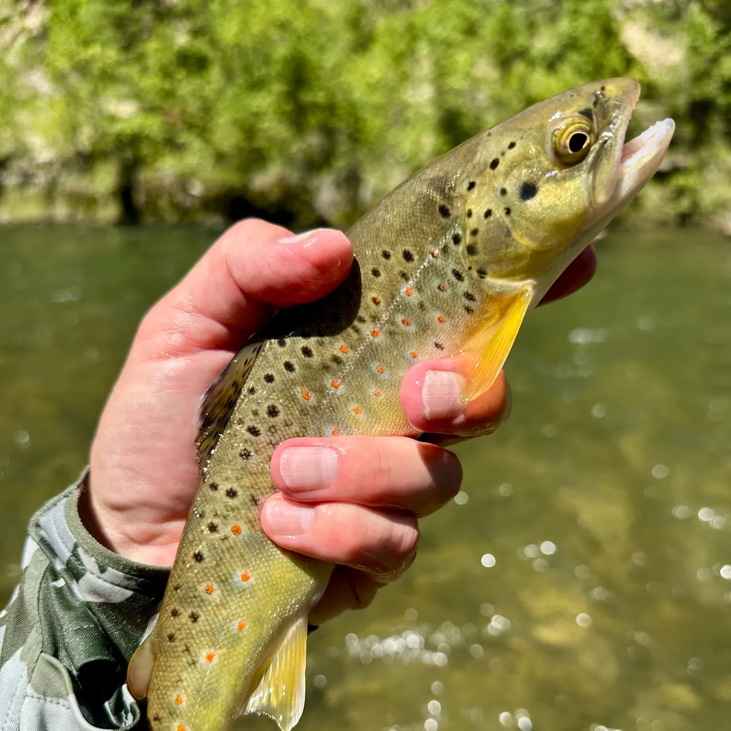recently logged catches