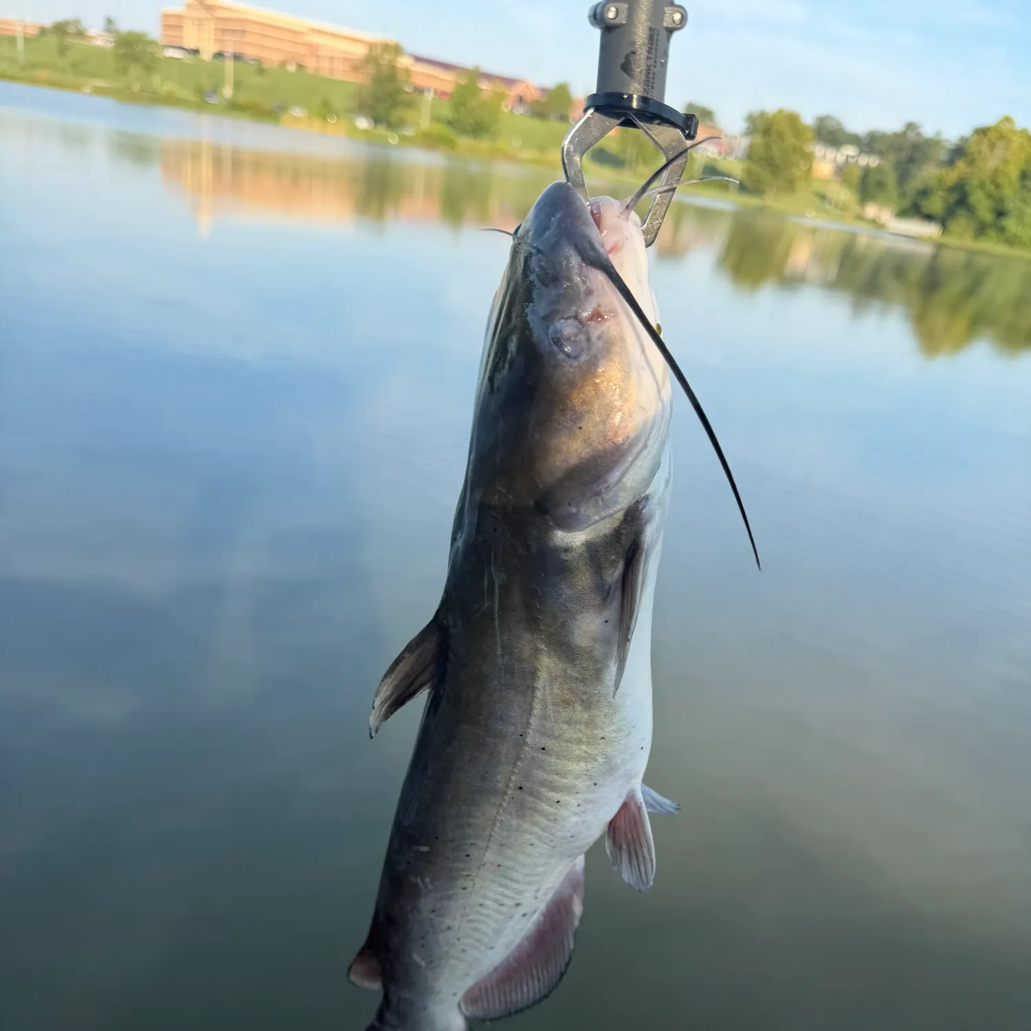 Channel catfish caught on Fishbrain