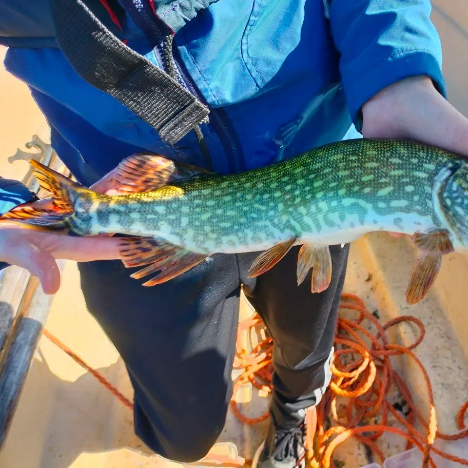 Northern pike caught on Fishbrain