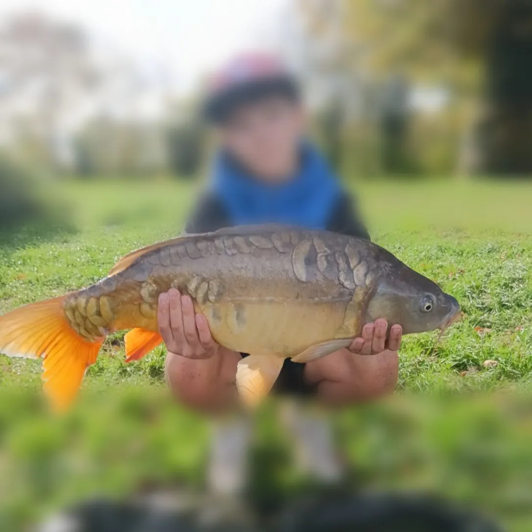 Mirror carp caught on Fishbrain