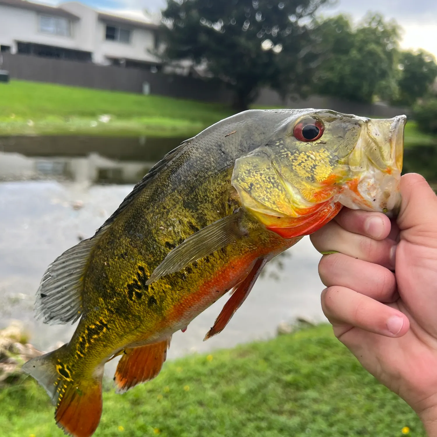 Butterfly peacock bass caught on Fishbrain