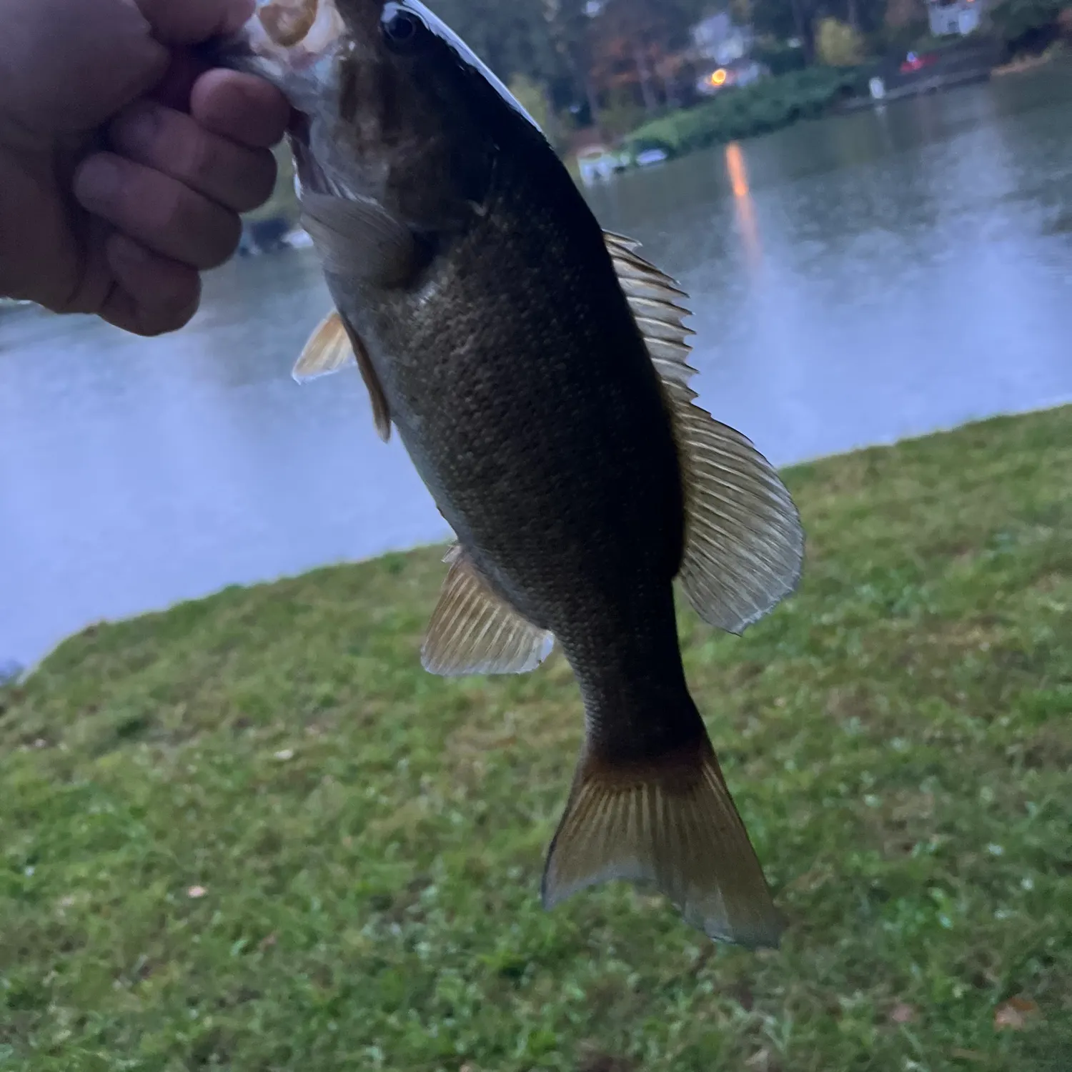 Smallmouth bass caught on Fishbrain