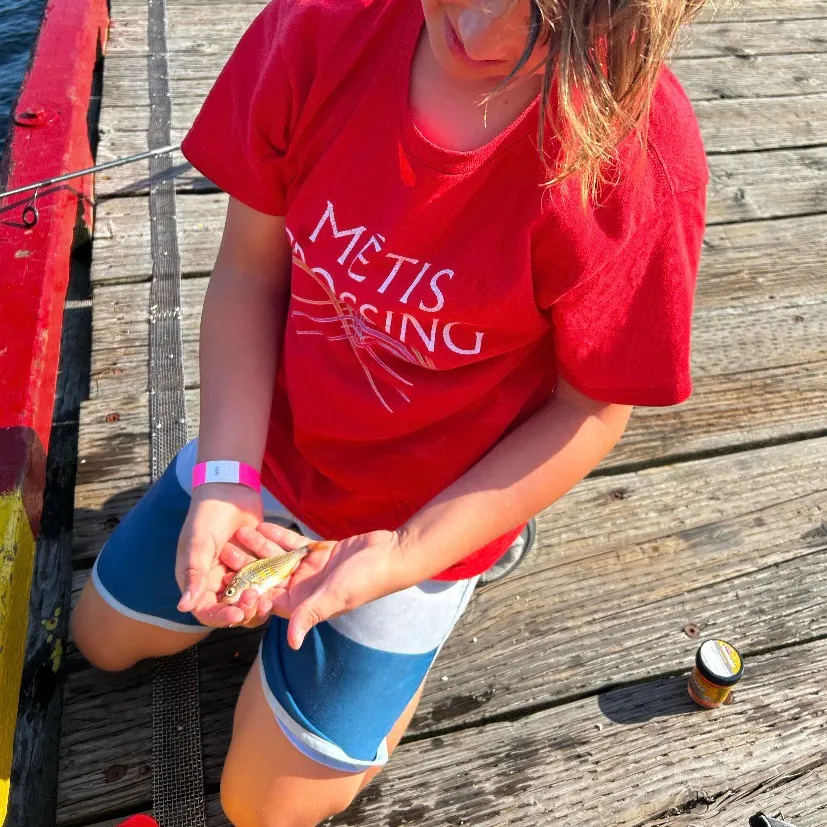 The most recent Redtail surfperch catches on Fishbrain