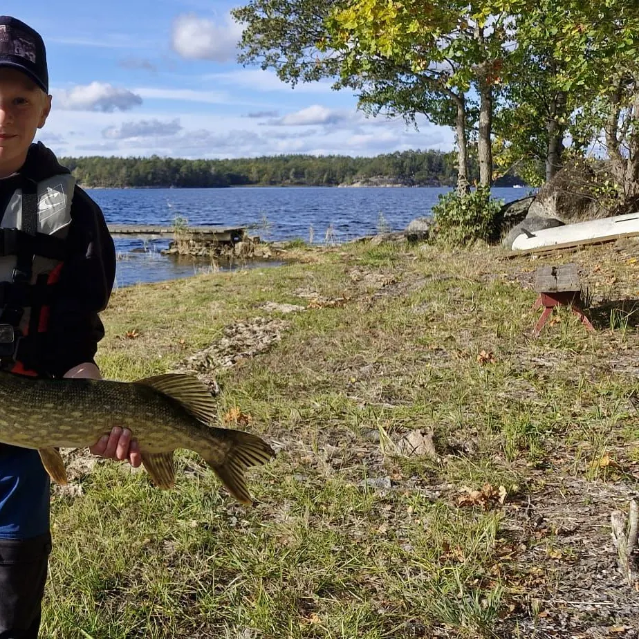 Northern pike caught on Fishbrain