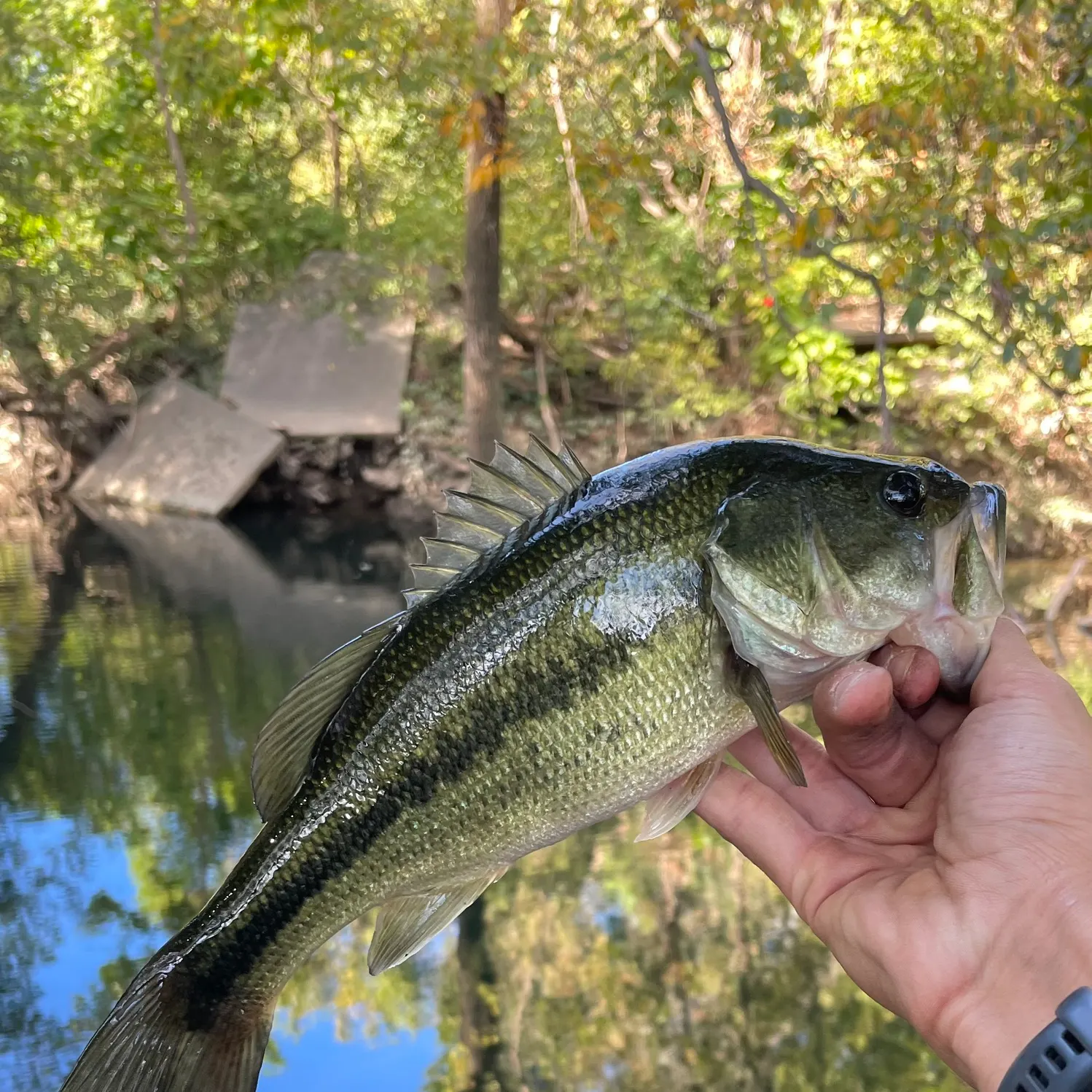 Largemouth bass caught on Fishbrain