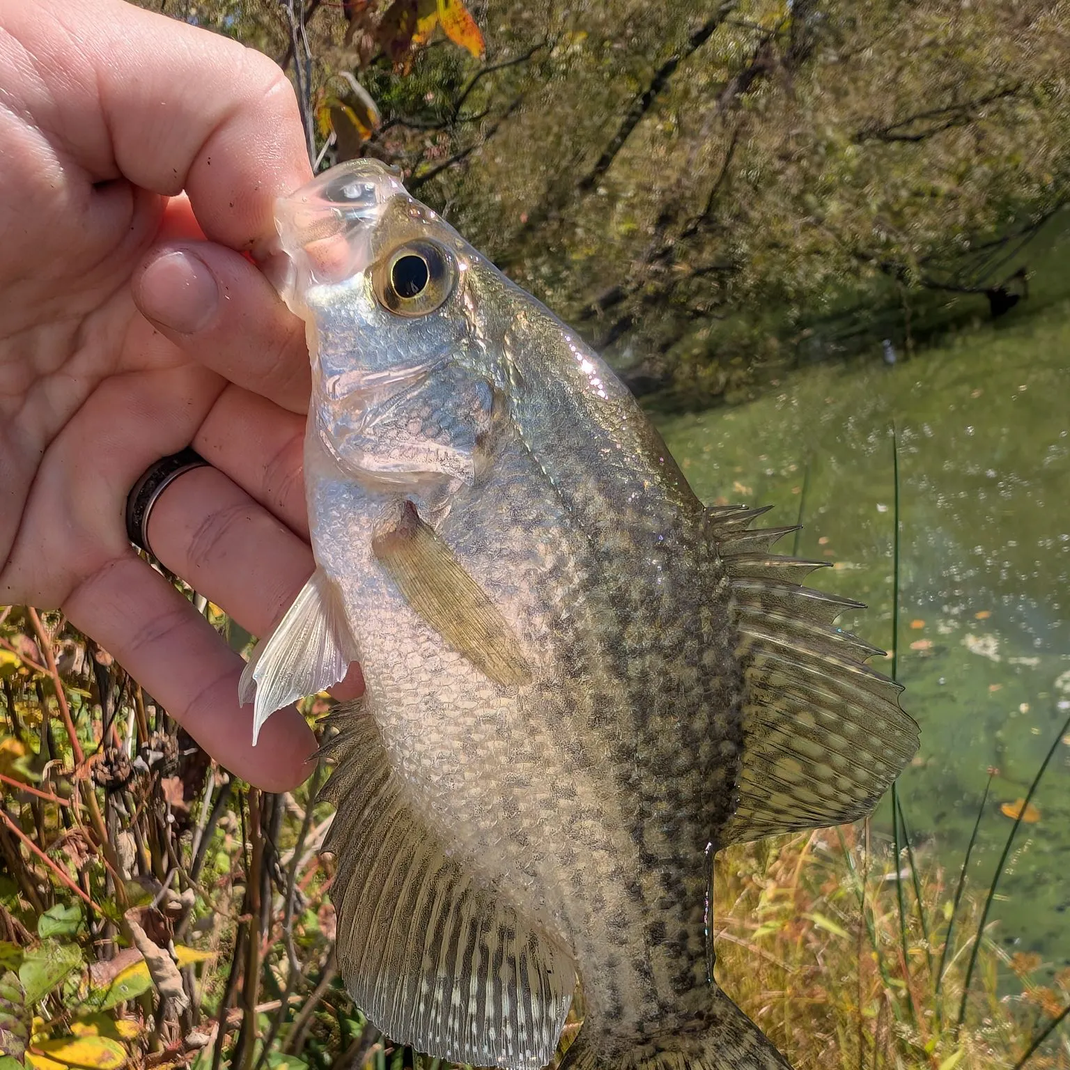 Black crappie caught on Fishbrain