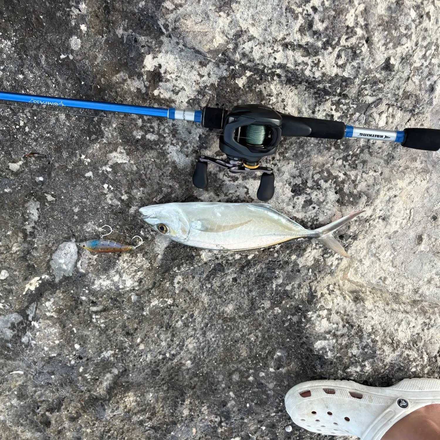 The most recent Yellow jack catches on Fishbrain